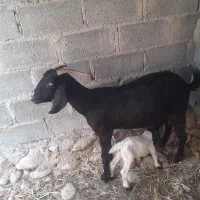 یک عدد بز دورگ با کهره نر