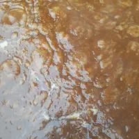 ترشی الوجنگلی ترش