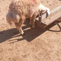 قوچ بابرقوچی