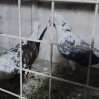 کبوتر جفتی۳۵۰