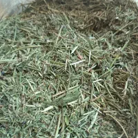 یونجه درجه یک