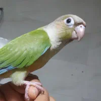 طوطی گرینچیک دستی