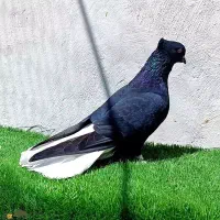 نقش