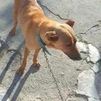سگ ماده دورگ سراب