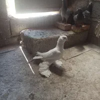 کبوتر کاکلی نر