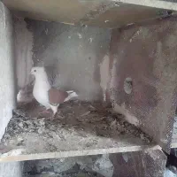 کفتر دوکت ماده مهر