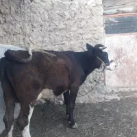 گاو ۴ ماه آبستن