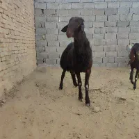 فروش یک عدد بره قوچ
