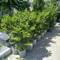 درخت زینتی|گل و گیاه طبیعی|تهران, گلستان (شهرک راه آهن)|دیوار
