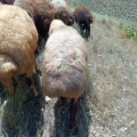 بره نر کشتاری صحرا  رو
