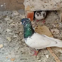 گله سیا نر مست