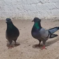 کبوتر