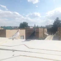 کفتر سار و کله برنجی