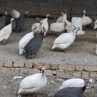 فروش ویژه مرغ شاخدار