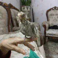 جوجه عروس هلندی آهویی