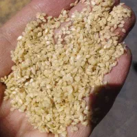 کنجد ارده تک آتیشه و دو آتیشه