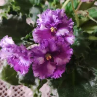 گیاهچه بنفشه آفریقایی