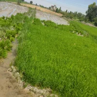 تخم شالی ندا تمیز بدون دَل سبز