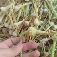 خوراکی،ترشی گل سیر امسال