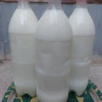 دوغ محلی تازه گاوی