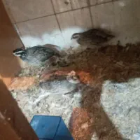 برهما