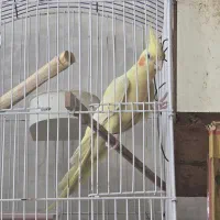 عروس هلندی ماده آماده