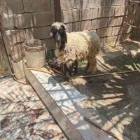 دو عدد بره نر