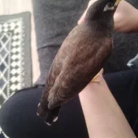 مینا