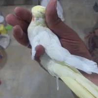 عروس هلندی سرلاکی نرم خور
