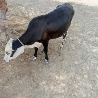 گوساله نرفروشی جلابی