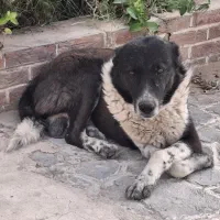 سگ گله