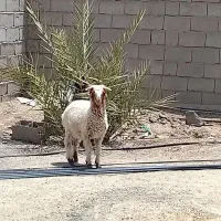 بره نر شیر مست