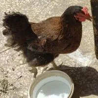مرغ تخم گذار همراه لانه