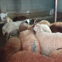 فروش گوسفند زنده کرج البرز مخصوص قربانی