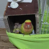 یک جفت مولد صورت هلویی.همراه جوجه