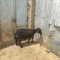 گوسفند گیج