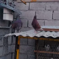 کفتر تضمینی
