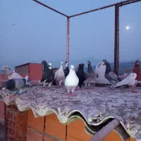 کبوتر|پرنده|گرگان, |دیوار