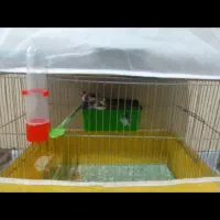 یک جفت فنچ انگلیسی