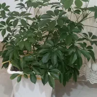 گلکده|گل و گیاه طبیعی|بجنورد, |دیوار