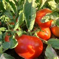 گوجه|خوردنی و آشامیدنی|ارومیه, |دیوار