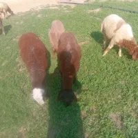 کاور نرگوشتی