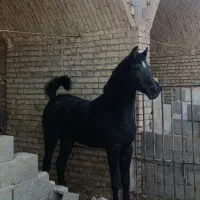 کاه کلش گندم جو عدس نخود گلرنگ معاوضه با حیوان