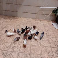 کفتر|پرنده|نیشابور, خط کاشمر|دیوار
