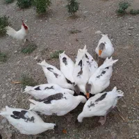 ۹عدد غاز|حیوانات مزرعه|شیروان (لرستان), |دیوار