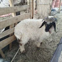 بره چاق چله