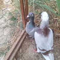 کبوتر فری