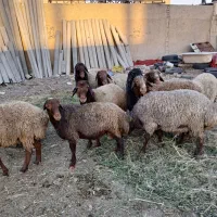 بره نر