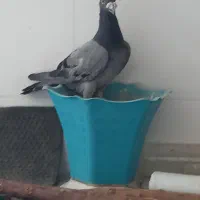کبوتر سبز