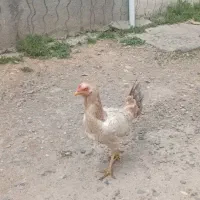 مرغ لاری اصیل